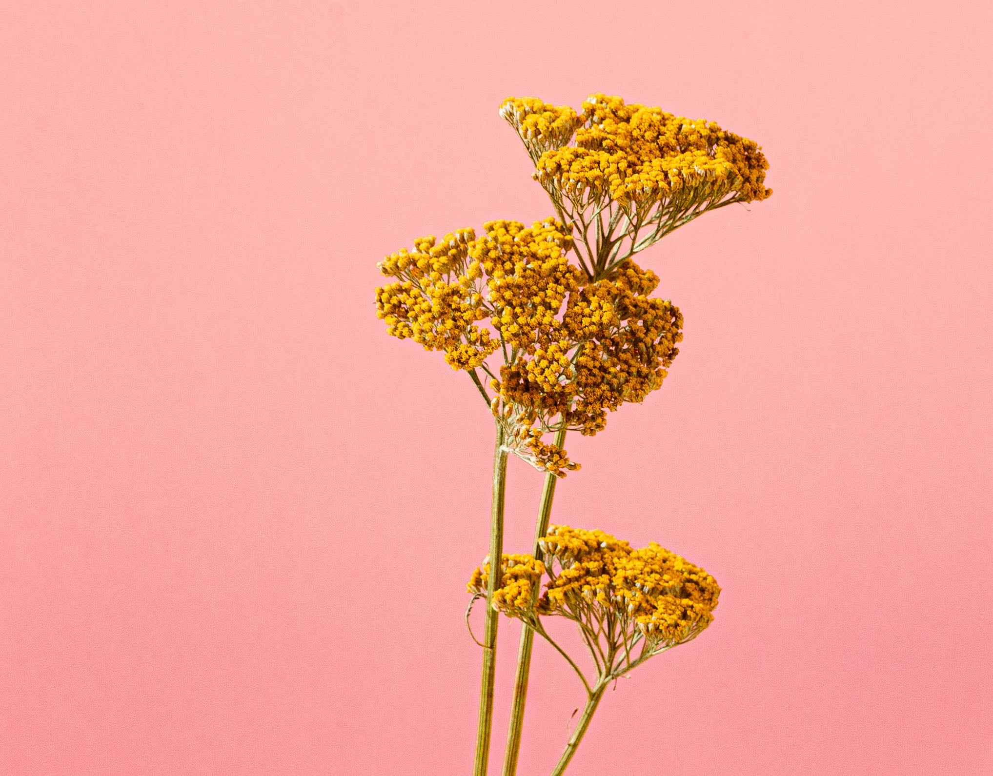 Is Beeswax Sustainable? Meow Meow Tweet