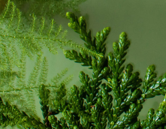 green juniper foliage on a green background with a macro lens